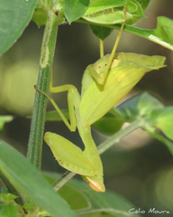 Photiomantis planicephala