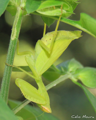 Photiomantis planicephala