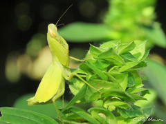 Photiomantis planicephala