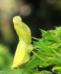 Photiomantis planicephala