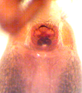 Drassyllus aprilinus photo 5