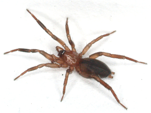 Drassyllus aprilinus photo 3