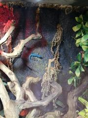 Lygodactylus williamsi