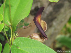 Aristolochia birostris