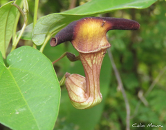 Aristolochia birostris