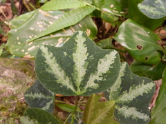 Passiflora trifasciata