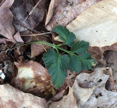 Sceptridium oneidense