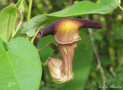 Aristolochia birostris