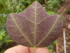 Passiflora trifasciata