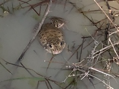 Lithobates areolatus