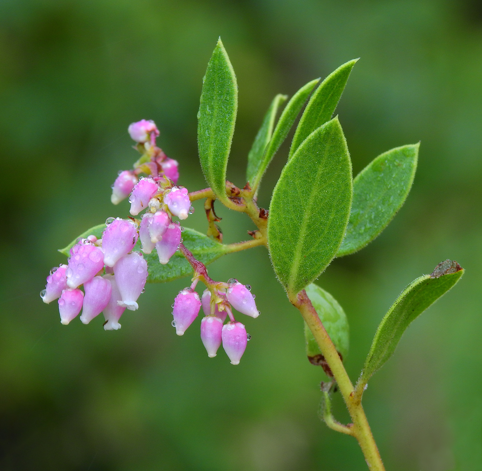 Arctostaphylos hispidula