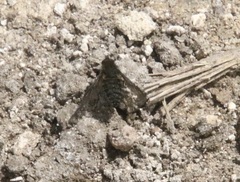 Conophorus fenestratus