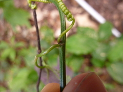 Passiflora trifasciata