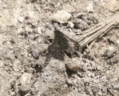 Conophorus fenestratus