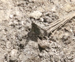 Conophorus fenestratus