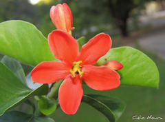 Jatropha mutabilis