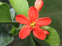 Jatropha mutabilis