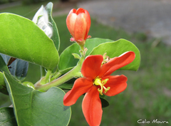Jatropha mutabilis