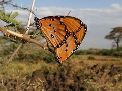 Danaus chrysippus dorippus