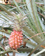 Ananas comosus microstachys