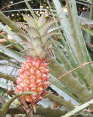 Ananas comosus microstachys