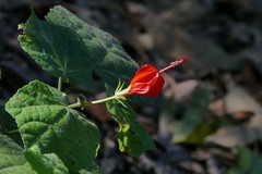 Malvaviscus arboreus drummondii