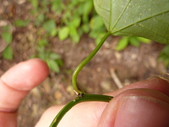 Passiflora trifasciata