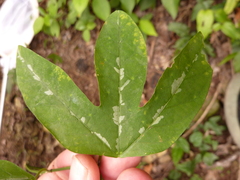 Passiflora trifasciata