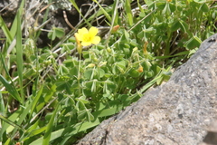 Oxalis californica