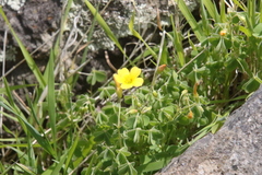 Oxalis californica