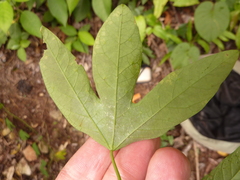 Passiflora trifasciata
