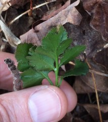 Sceptridium oneidense