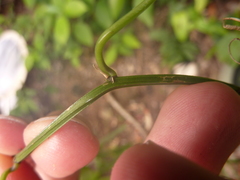 Passiflora trifasciata