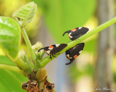 Enchophyllum quinquemaculatum