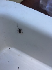 Ectosticta cleroides