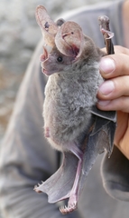 Chrotopterus auritus