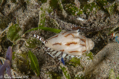 Cymbiola vespertilio