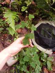 Passiflora aristulata