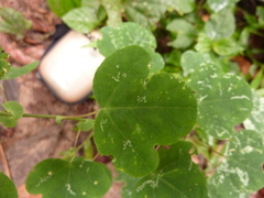 Passiflora aristulata
