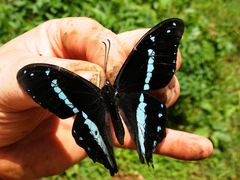 Papilio nireus pseudonireus