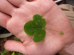 Passiflora aristulata