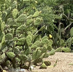Opuntia caracassana