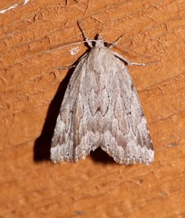 Cutina albopunctella