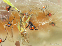 Latrodectus curacaviensis
