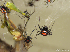 Latrodectus curacaviensis