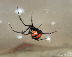 Latrodectus curacaviensis