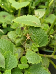 Araneae