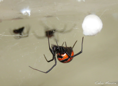 Latrodectus curacaviensis