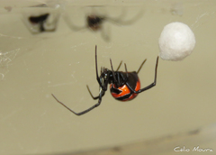 Latrodectus curacaviensis