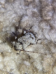 Leptostylus asperatus